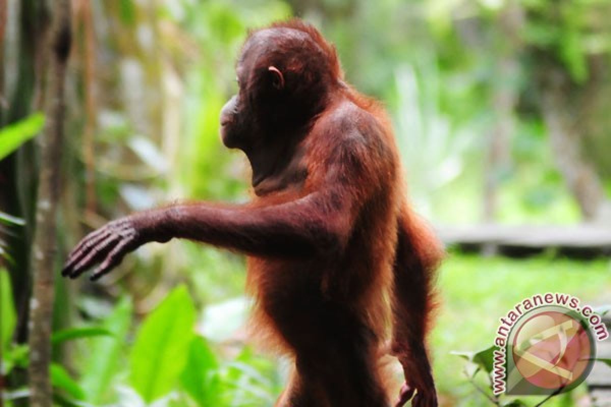 Raja Sanggau siap serahkan satu orangutan ke BKSDA Sintang
