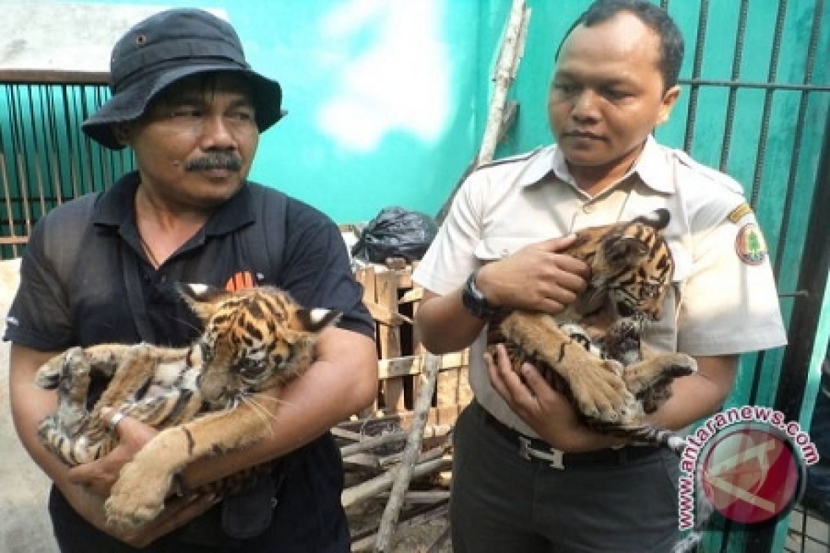 Dua anak harimau temuan warga