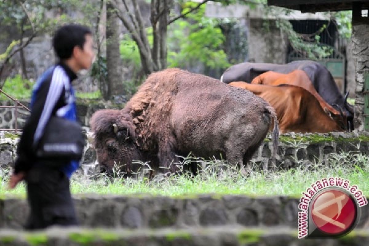 Kasihan, Bison dan Beruang di Kebun Binatang Surabaya Kritis  