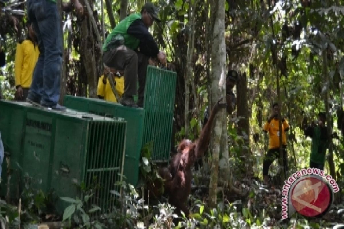 Satgas Lepas Tiga Orangutan Di TNK