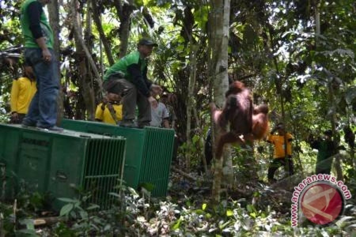 Satgas Lepas Tiga Orangutan di TNK