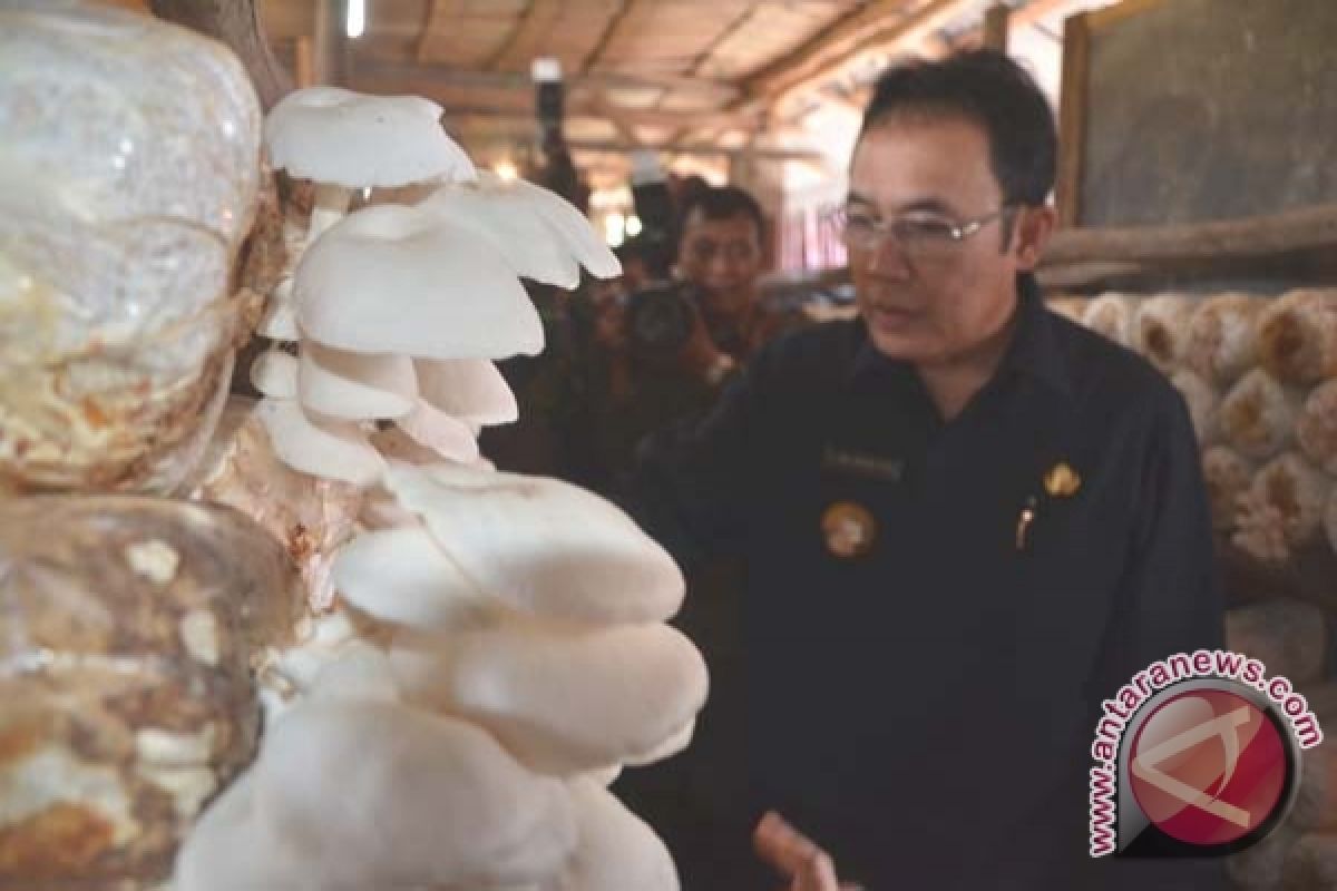 Budidaya jamur tiram di Palembang semakin berkembang 