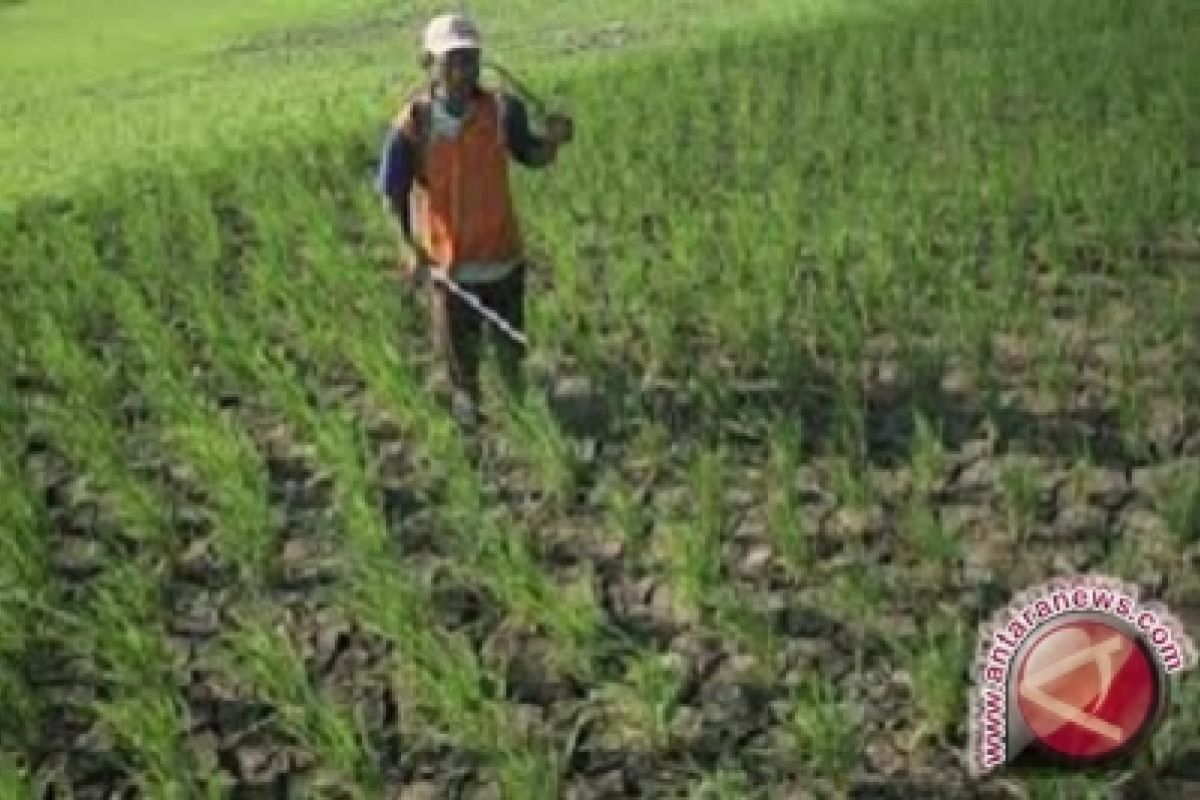 20 hektare sawah petani Batanghari gagal panen