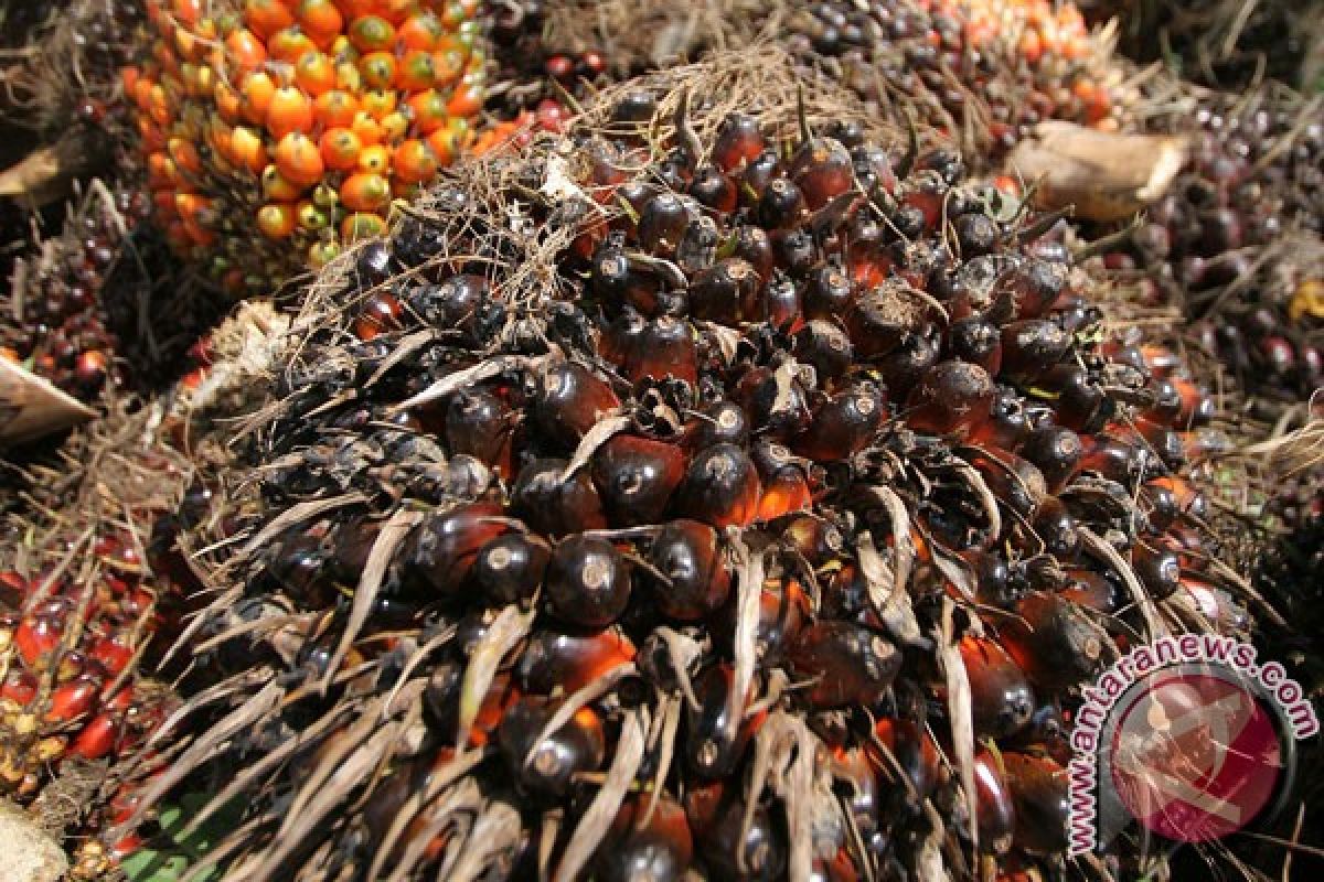 Harga tandan buah segar sawit Sumsel turun