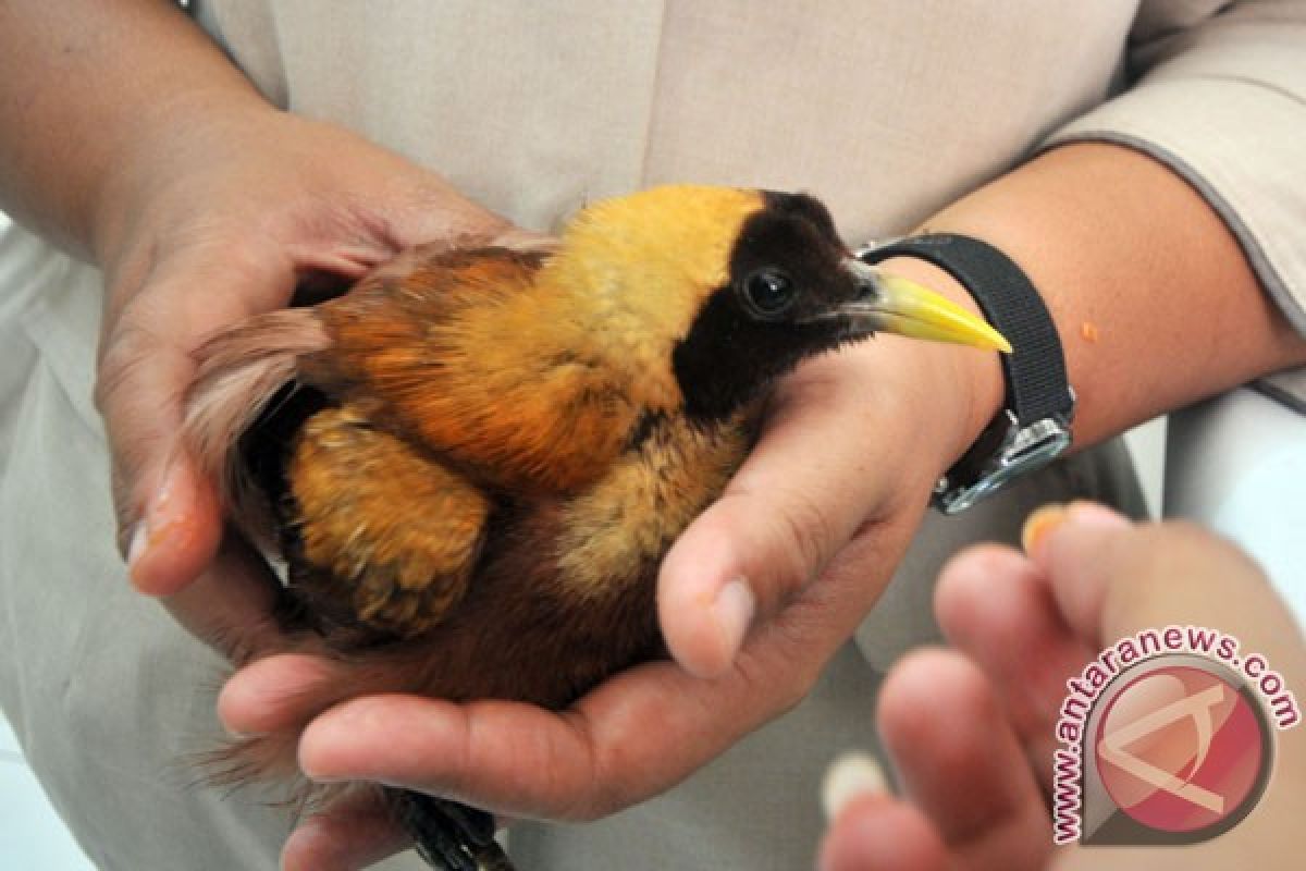 WWF fears trade of bird of paradise
