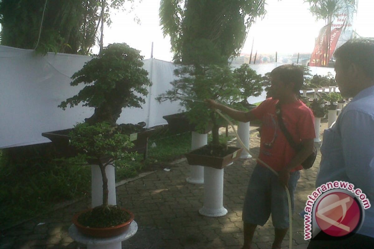 Penjual Bonsai di PON Pekanbaru Panen Rezeki