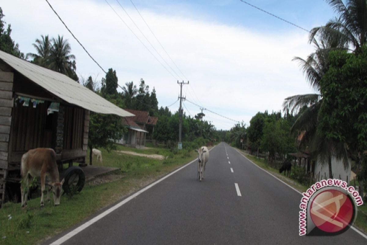 Ternak di Mesuji sulit dapatkan pakan