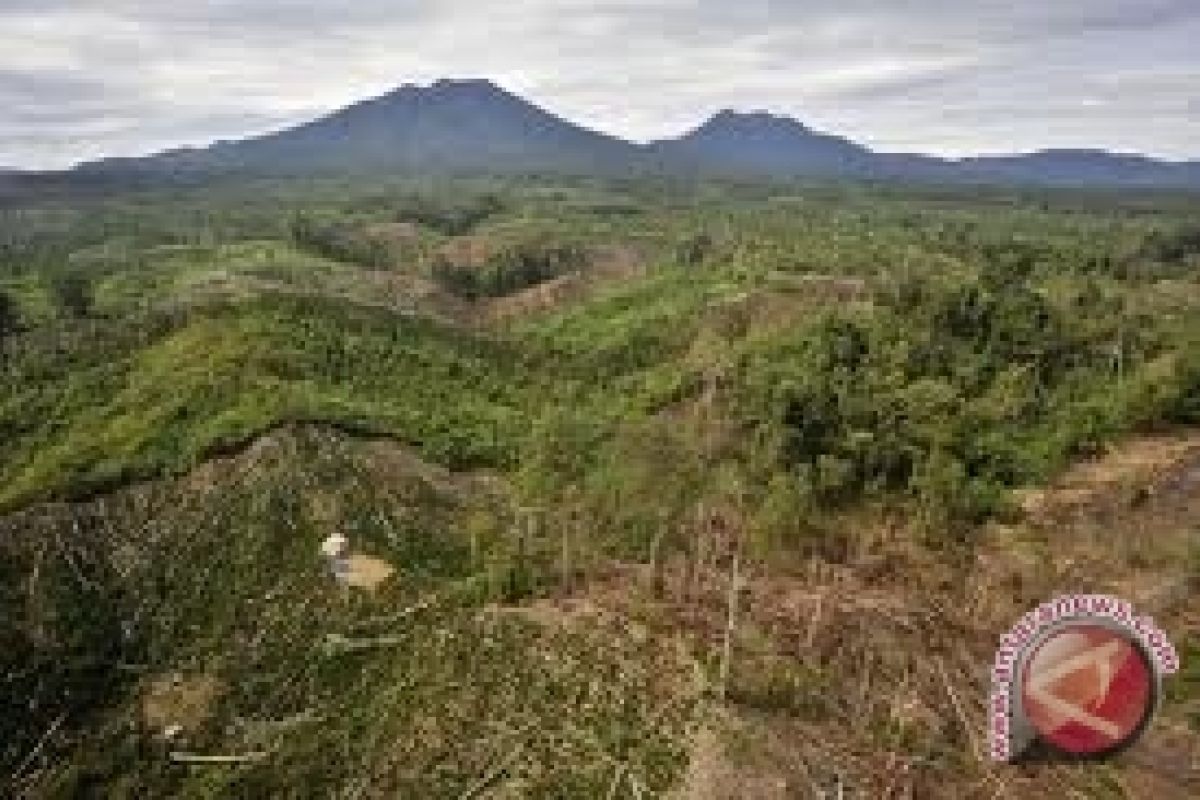 Satgas kebakaran hutan TNI temukan pembalakan liar