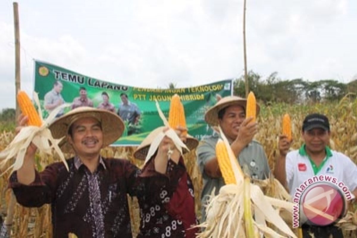 Produksi jagung Kulon Progo di bawah target