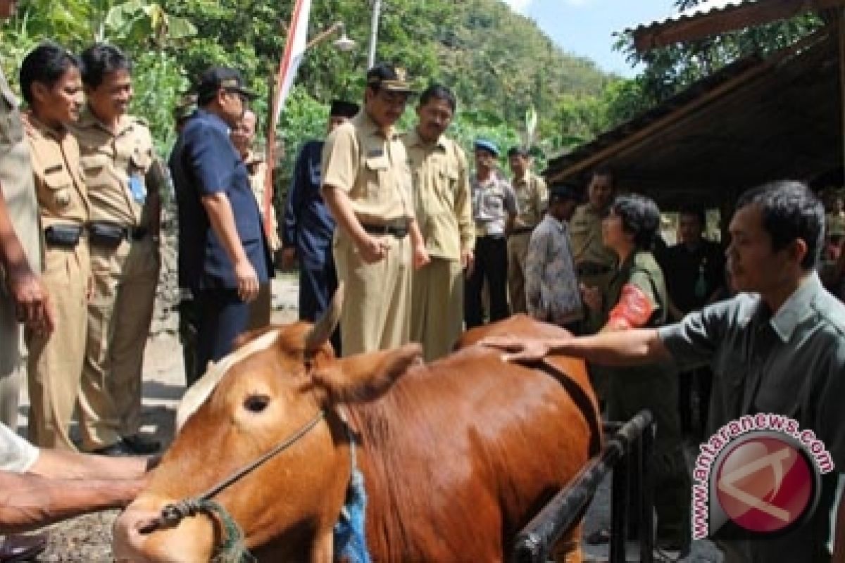 Dinas Peternakan Kulon Progo periksa hewan kurban 