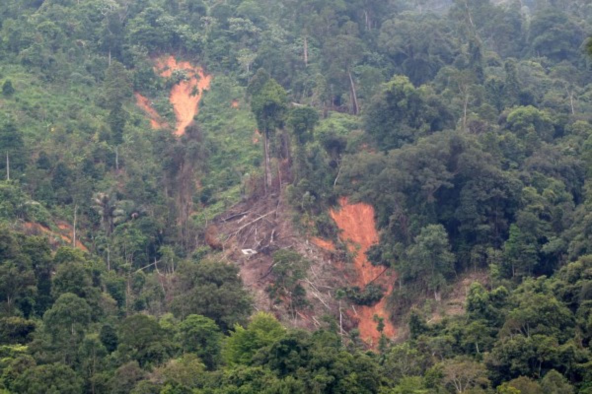 Deforestasi di Sumbar Capai 7.900 Hektare
