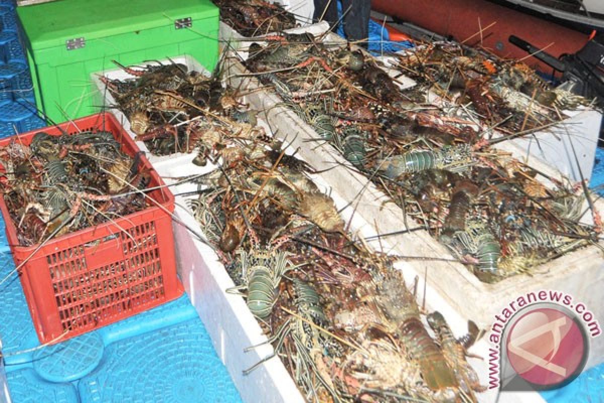 Nelayan Gunung Kidul panen lobster