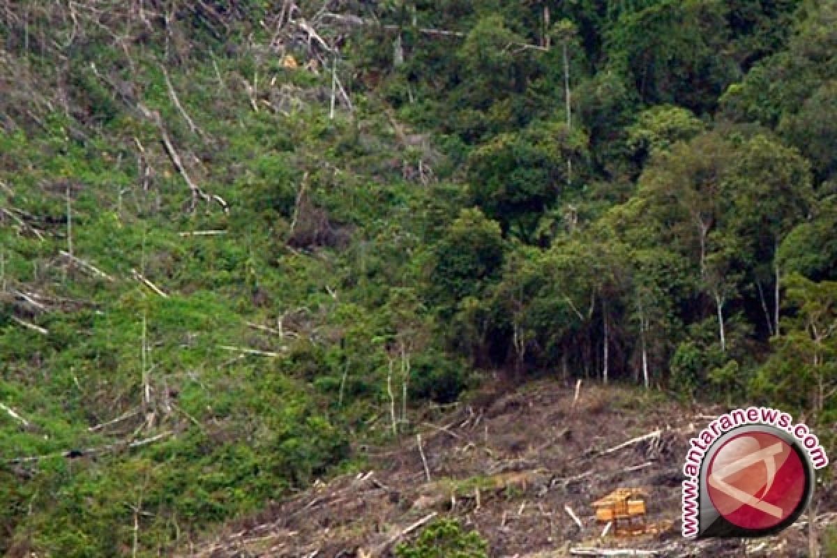 Aktivis Pertanyakan Legalitas Ekspor Hutan Bukan Kayu 