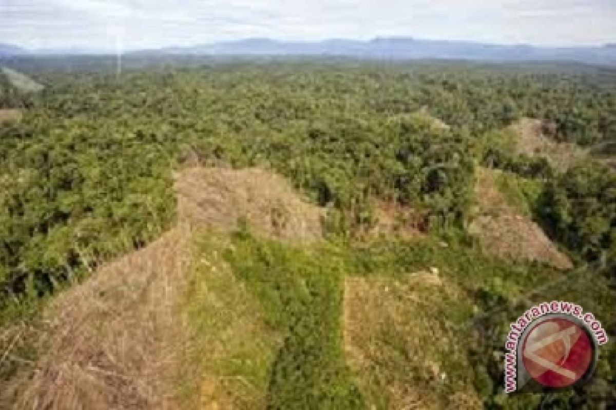 Gawat.., hutan Jambi tersisa 1,1 juta hektare