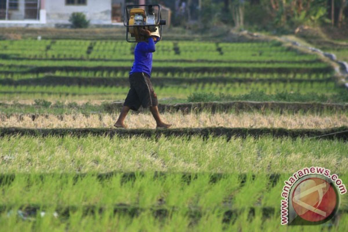 700 hektare sawah di Cirebon gagal panen