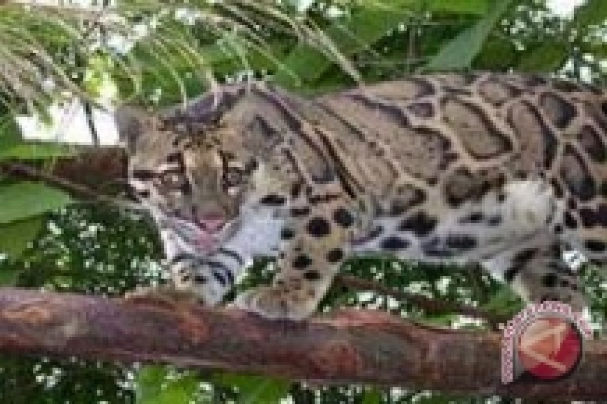 BKSDA pastikan jejak macan dahan di persawahan semarang