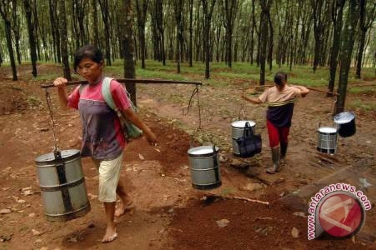 Pemkab Musi Banyuasin tingkatkan keterampilan petani karet