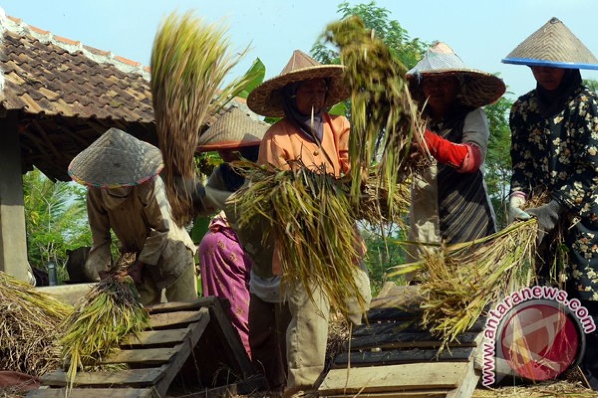 Cadangan beras 100 ton disiapkan untuk persiapan bantuan bencana di Lebak