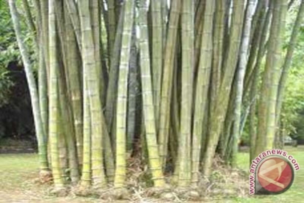 Dewan Bambu harapkan pengakuan standar kualitas 