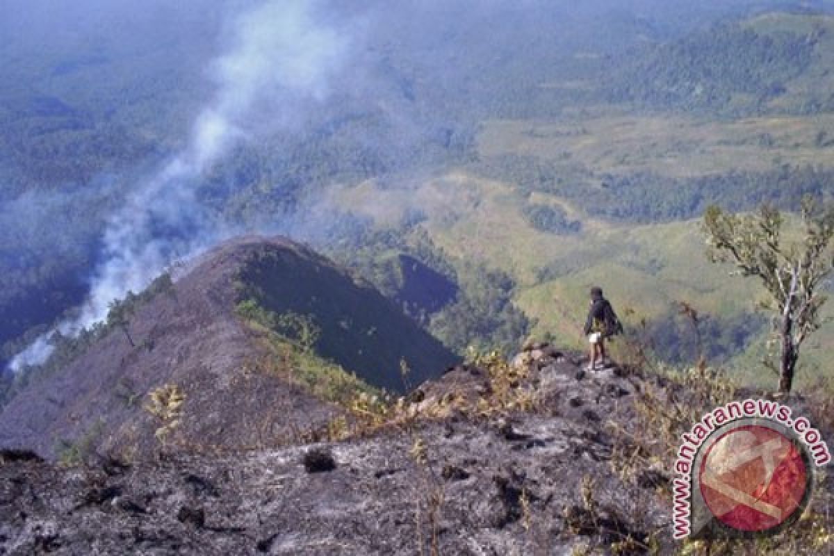 Hutan Taman Nasional Gunung Rinjani terbakar