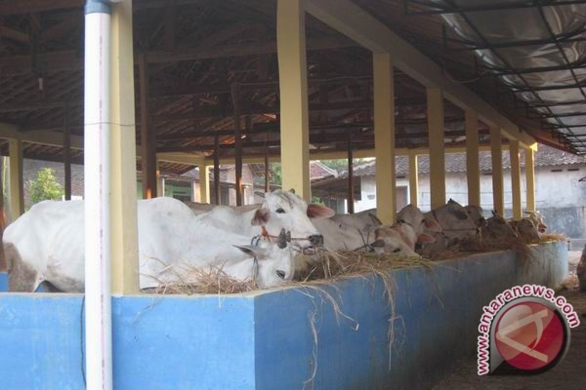 FAO serahkan kandang komunal bagi korban Merapi