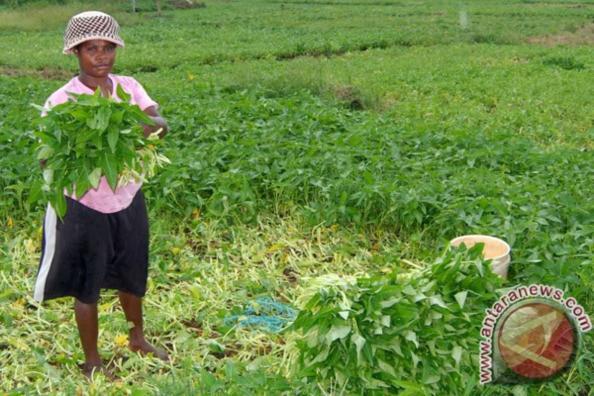 Indonesia butuh satu juta hektar lahan sayuran