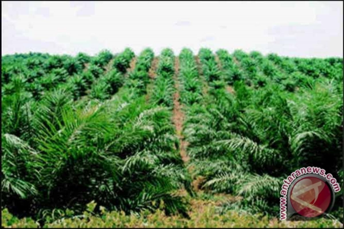 Petani Sawit Donggala Bergairah Pascapembangunan Pabrik CPO 