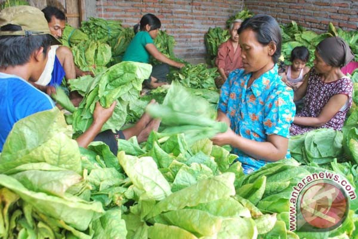 Panen tembakau di Lampung Selatan telah berakhir