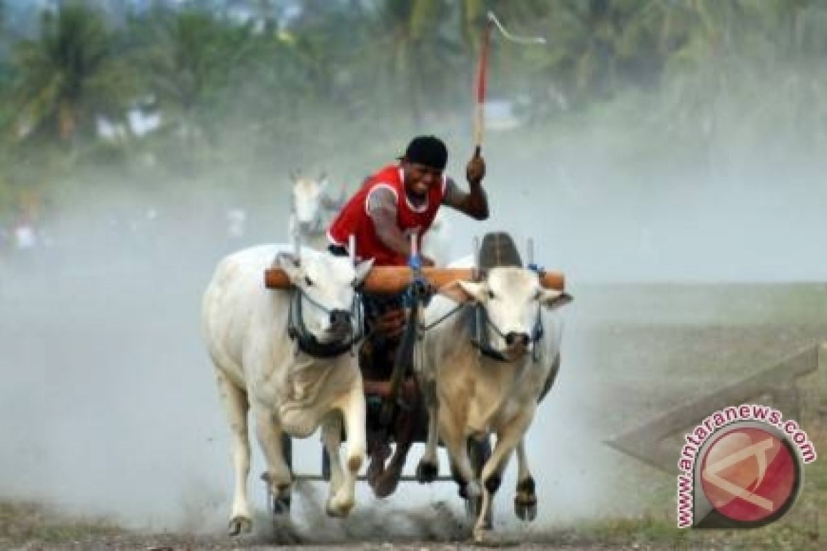 24 pasangan sapi rebutkan piala Presiden RI