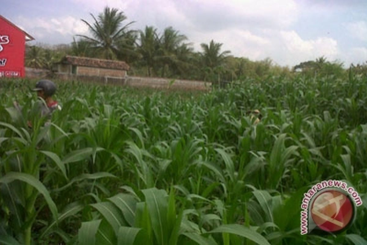 Luas lahan jagung si Bambanglipuro bertambah
