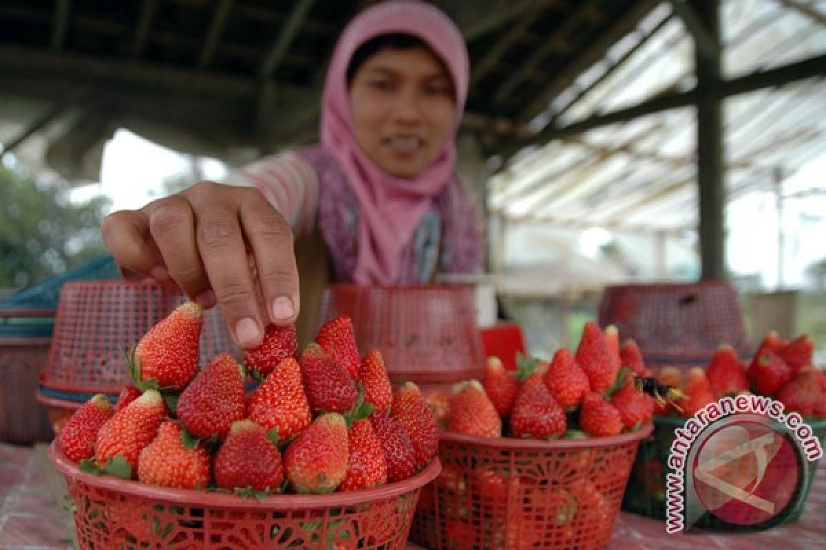 1001 khasiat stroberi bagi tubuh