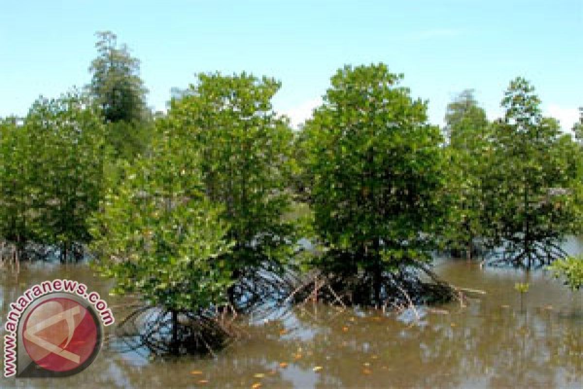 Perlindungan mangrove di Indonesia terganjal birokrasi