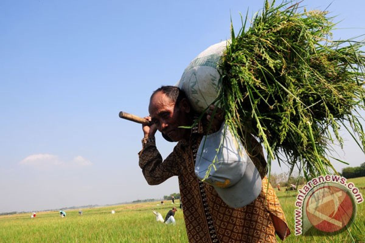 1.000 Ha padi di Lampung Selatan puso 