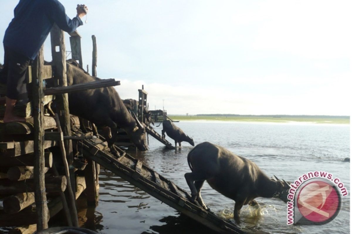 Pemerintah Kembangkan Pembibitan Kerbau Rawa