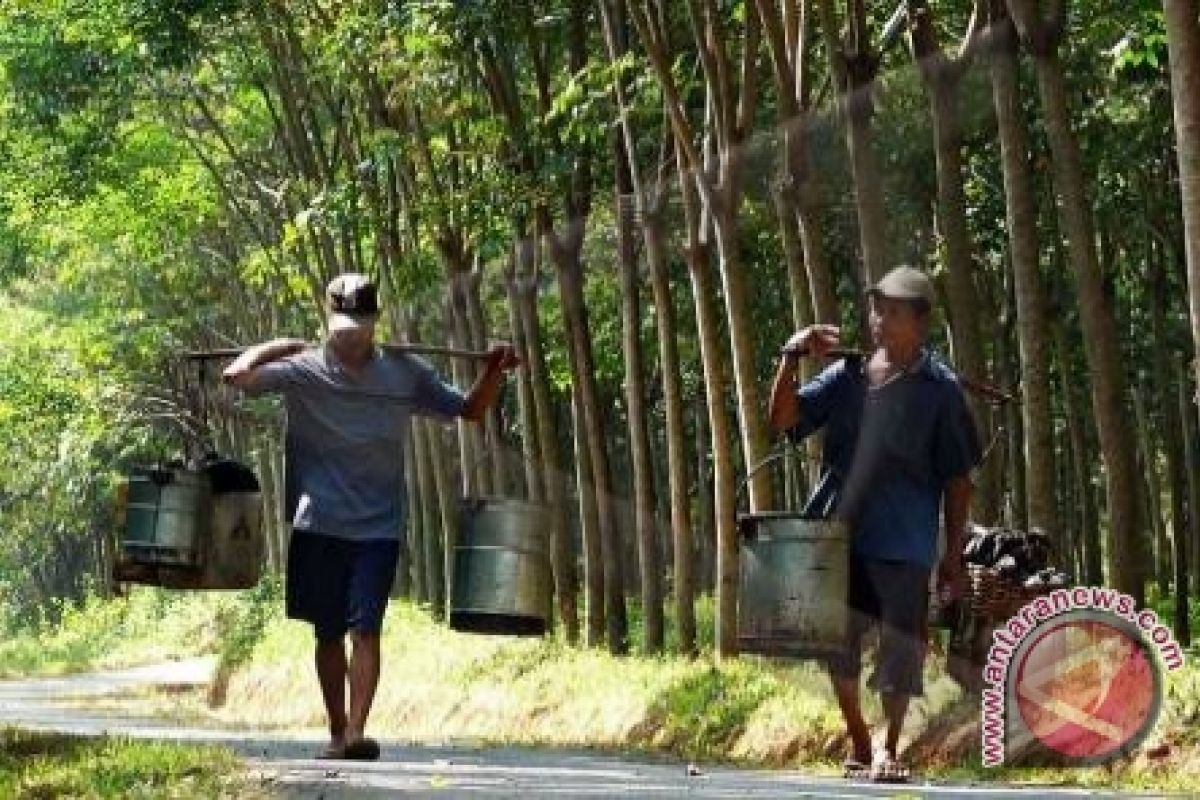 Petani cemas musim kemarau kebun karet mudah terbakar