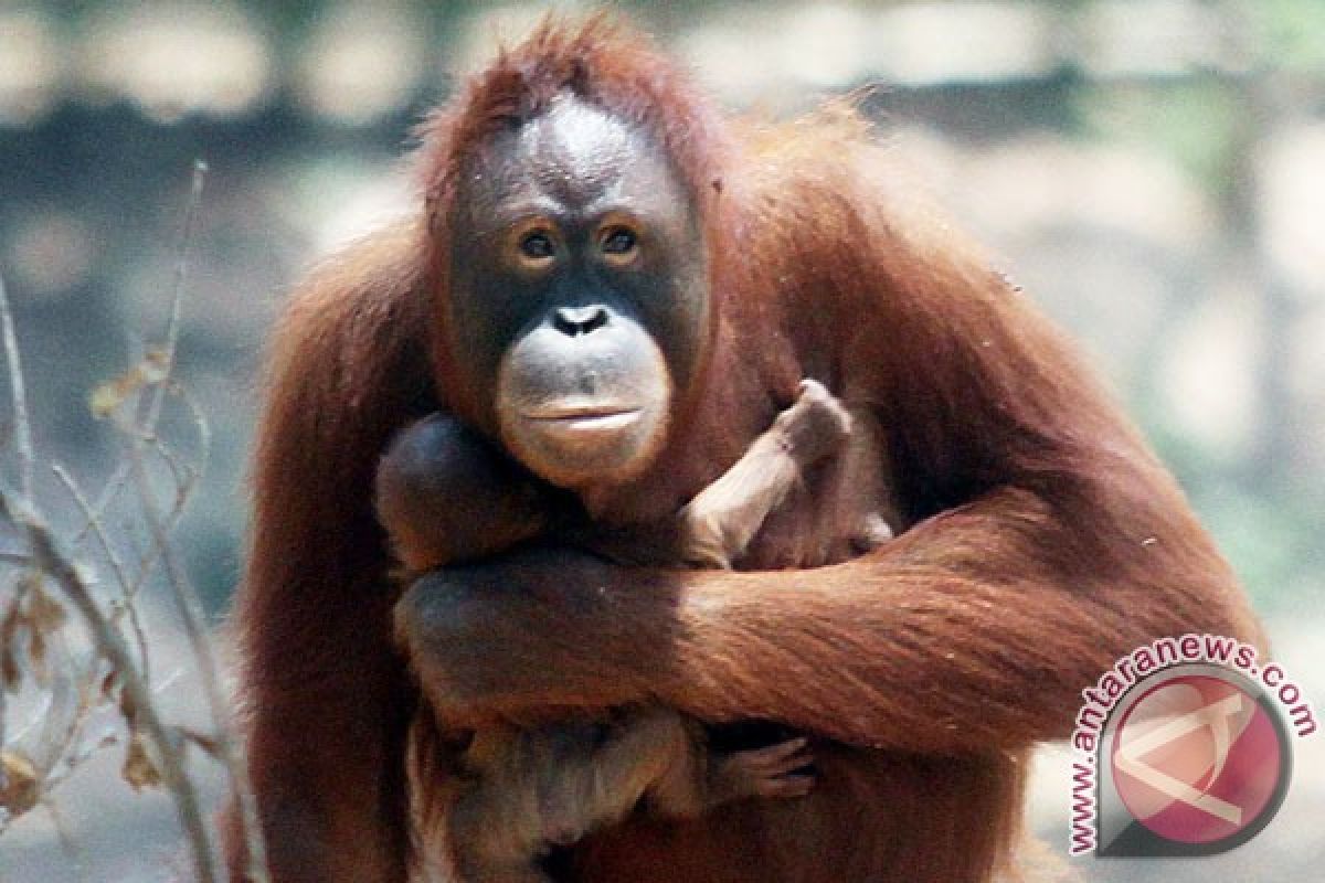 Orangutans at Kutai National Park attract tourists