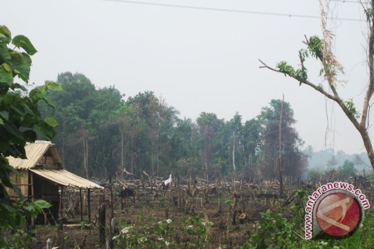 Kebakaran hutan akibat kelalaian manusia 