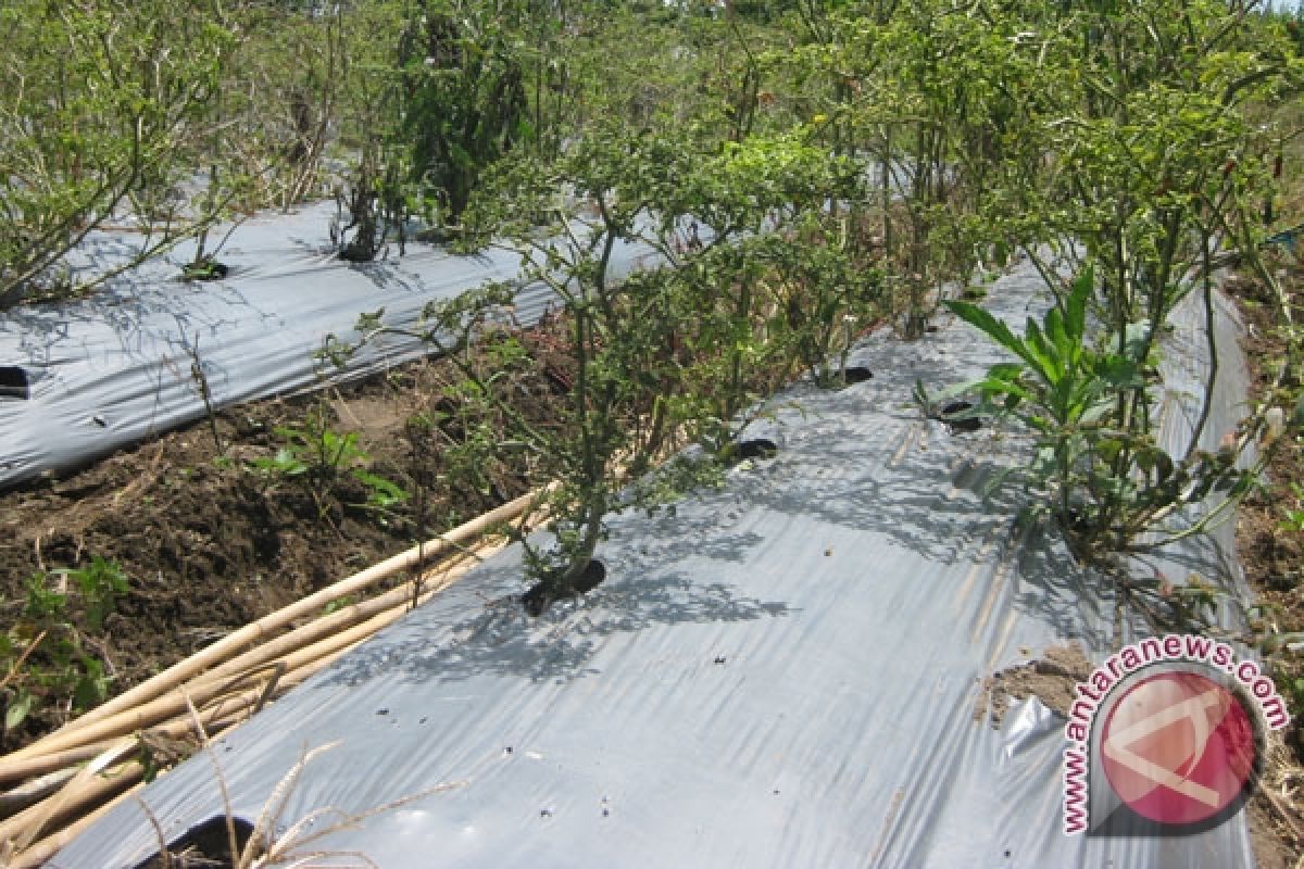 Seperempat hektare tanaman cabai di Mukomuko gagal panen