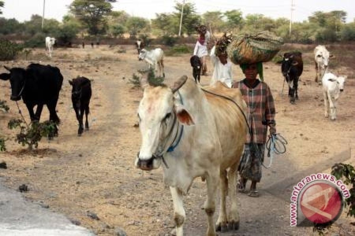 Waspadai maraknya pencurian ternak di Lubuklinggau