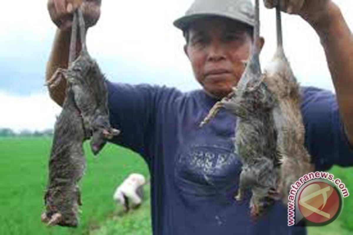 Dinas Pertanian Mukomuko bantu petani untuk basmi tikus