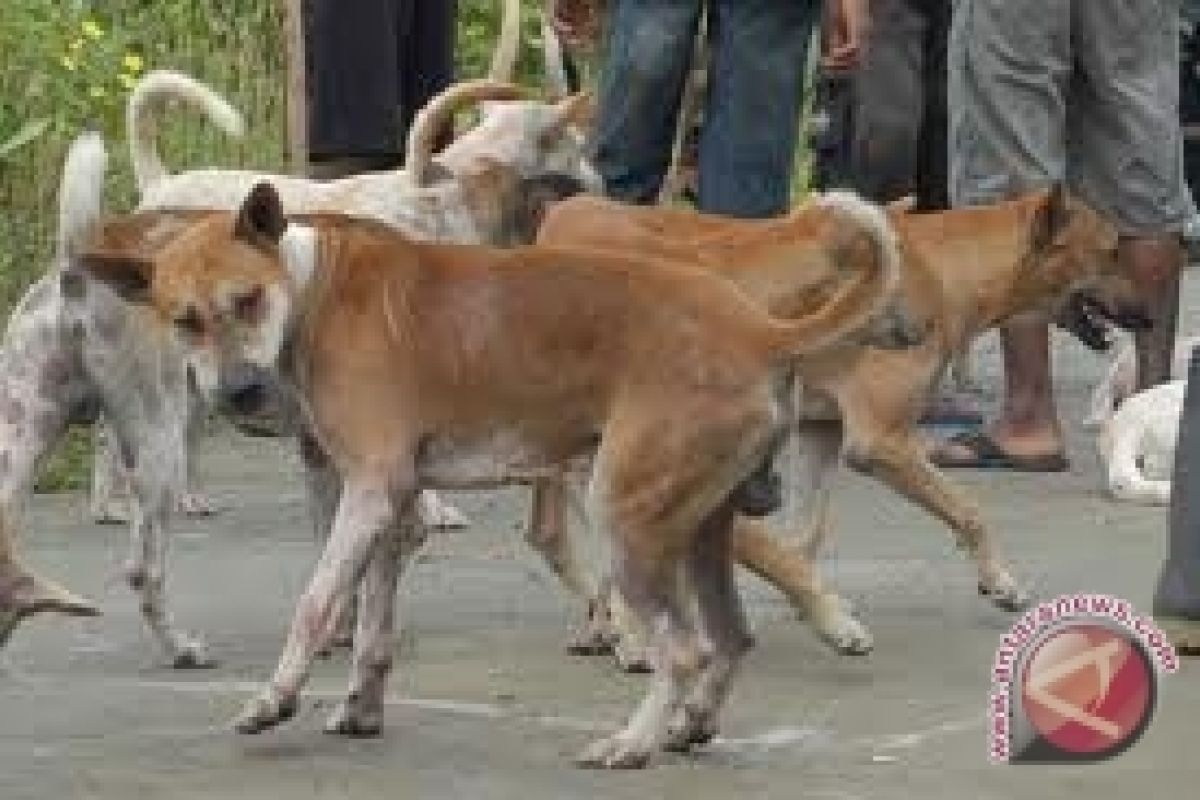 Disnak Mukomuko targetkan eliminasi ratusan anjing liar