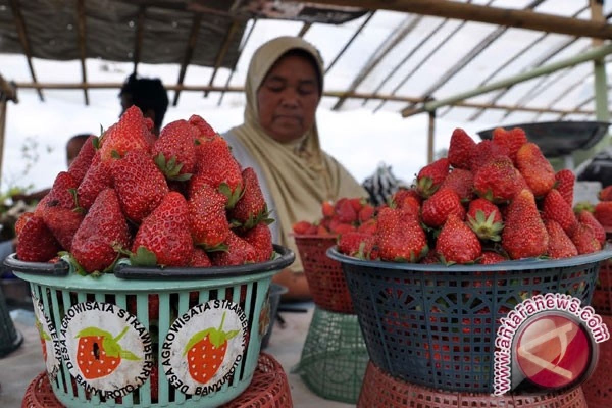 Cara Alami Hilangkan Bau Napas Tak Sedap