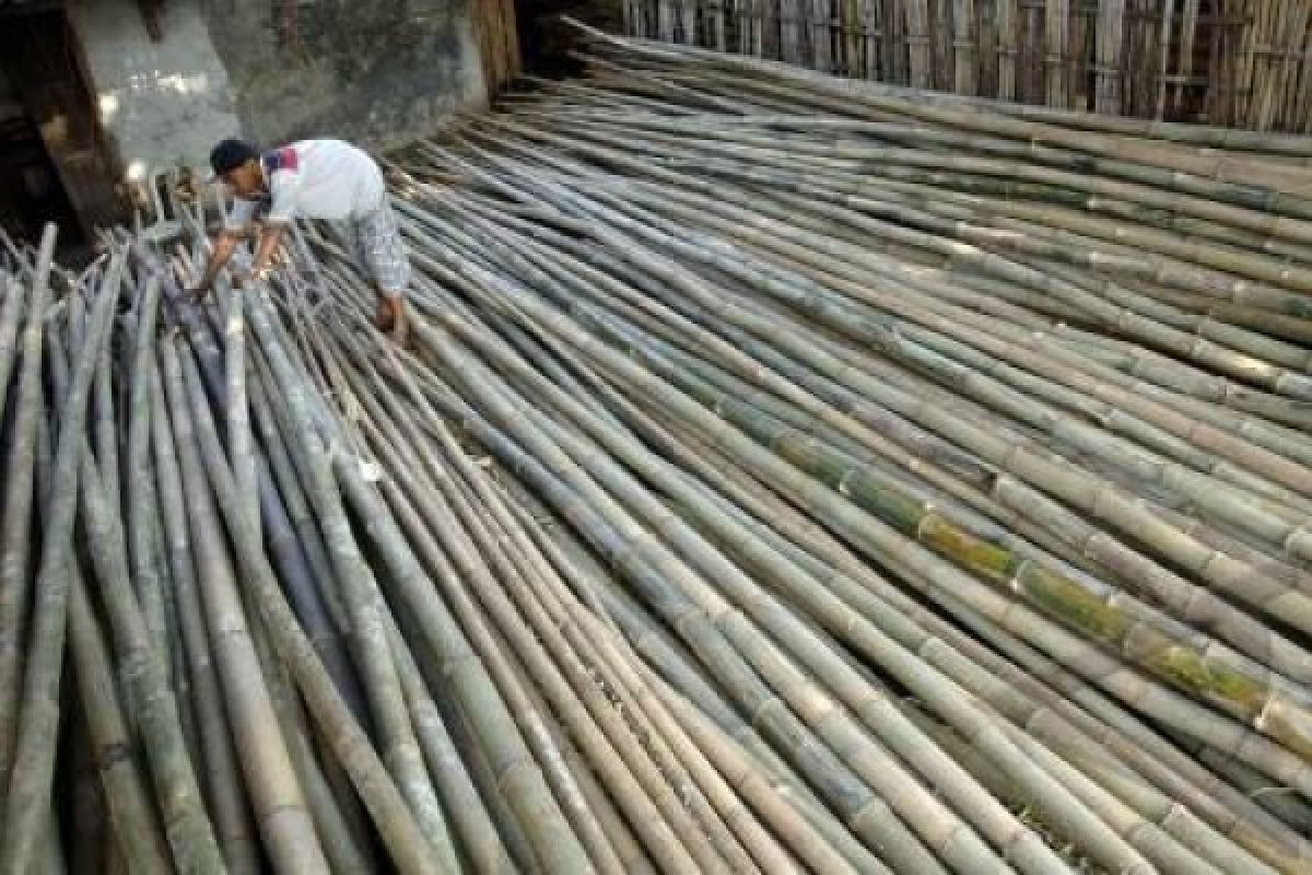 Menhut: Penanaman Kembali Bambu Belum Sistematis