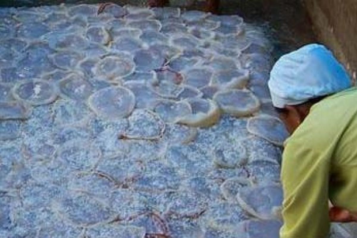 Panen Ubur-Ubur untuk Penuhi Pasar Ekspor