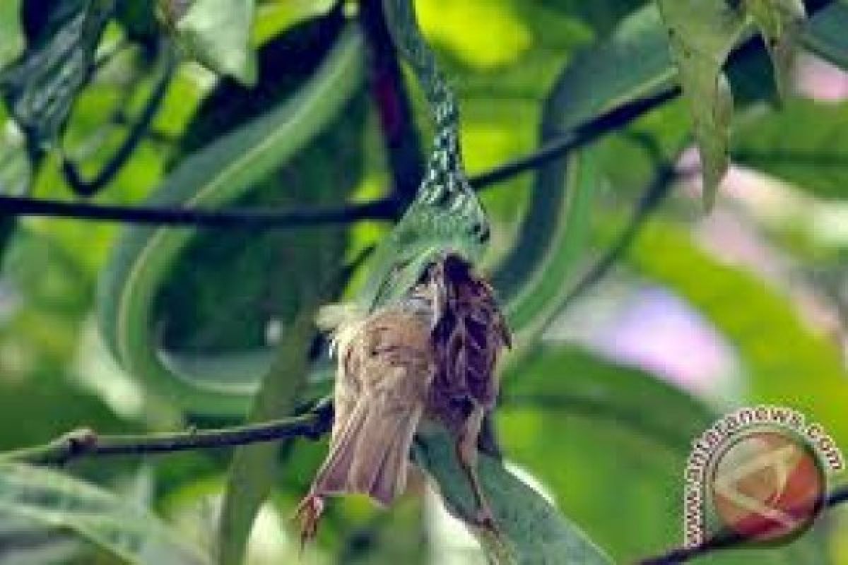 Seratusan Ular Dilepas di Pulau Nusakambangan