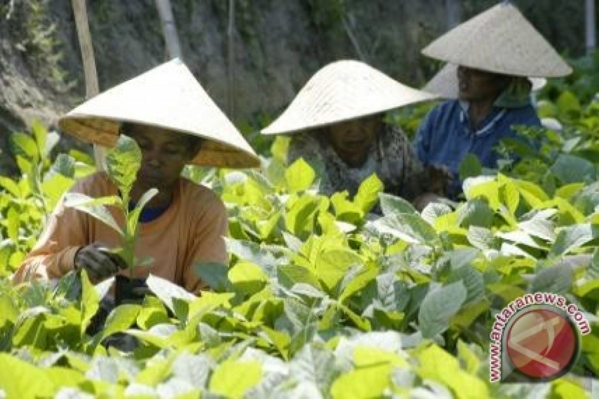 Sumsel apresiasi keinginan investor  buka perkebunan jabon