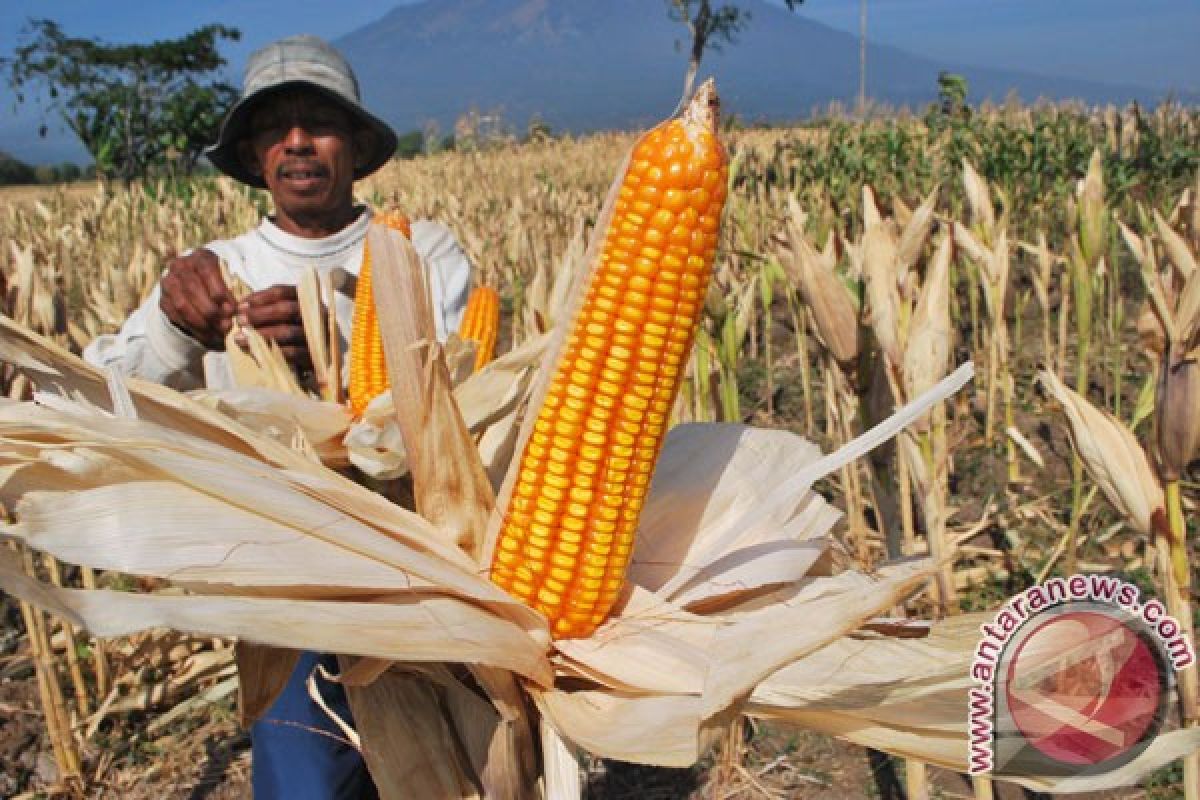 Gorontalo farmers hope President  Yudhoyono to open maize conference