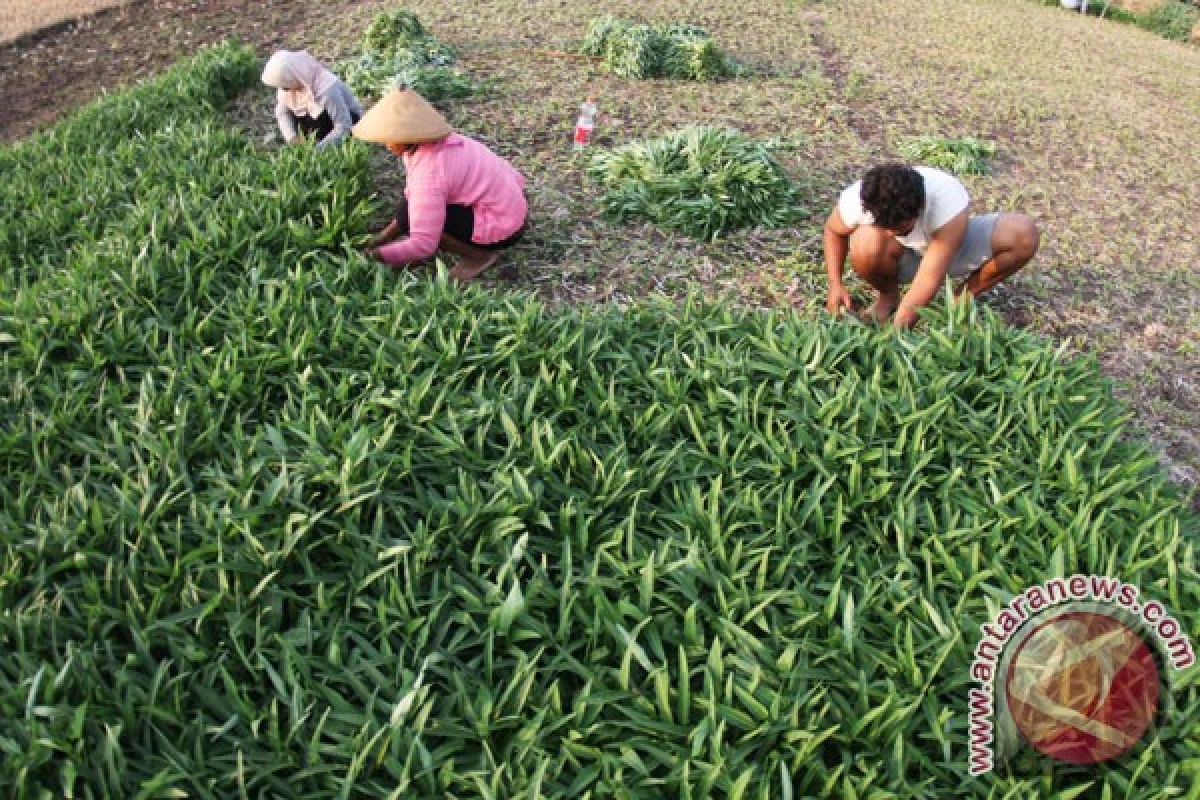 Petani sayuran tidak terganggu aktivitas Gunung Slamet