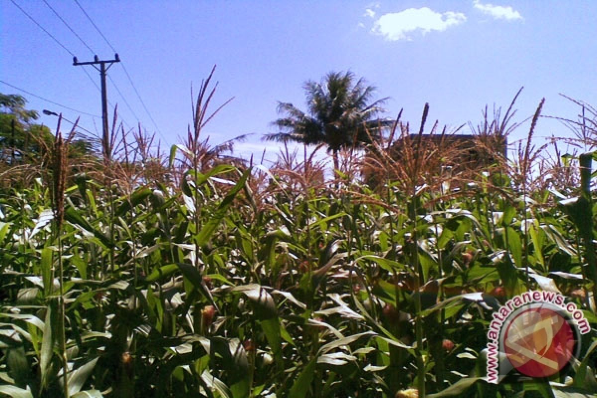 Mukomuko Seleksi Calon Penerima Mesin Penanam Jagung