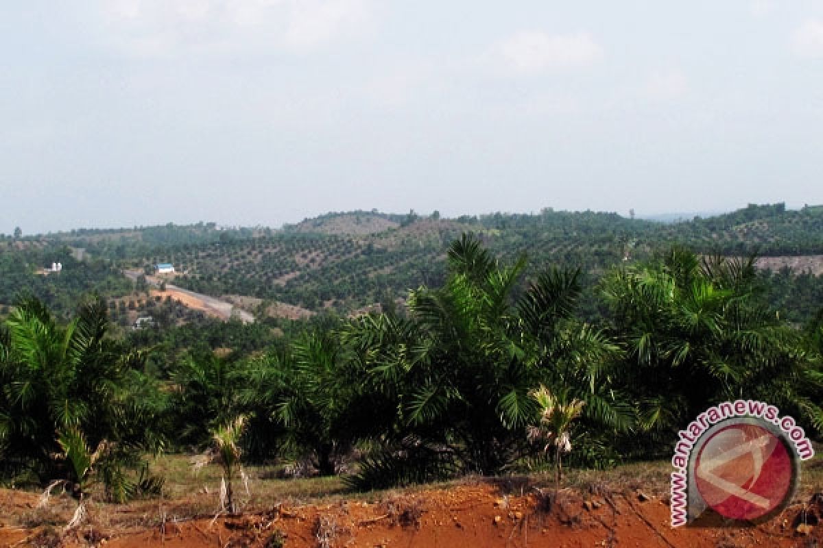 Pelepasan ribuan hektare hutan disinyalir untuk tambang dan perkebunan
